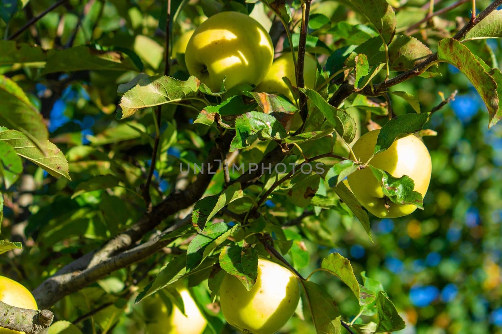 Autumn day. Village garden. Ripe red apples on a tree and in a box are in the frame. selective focus