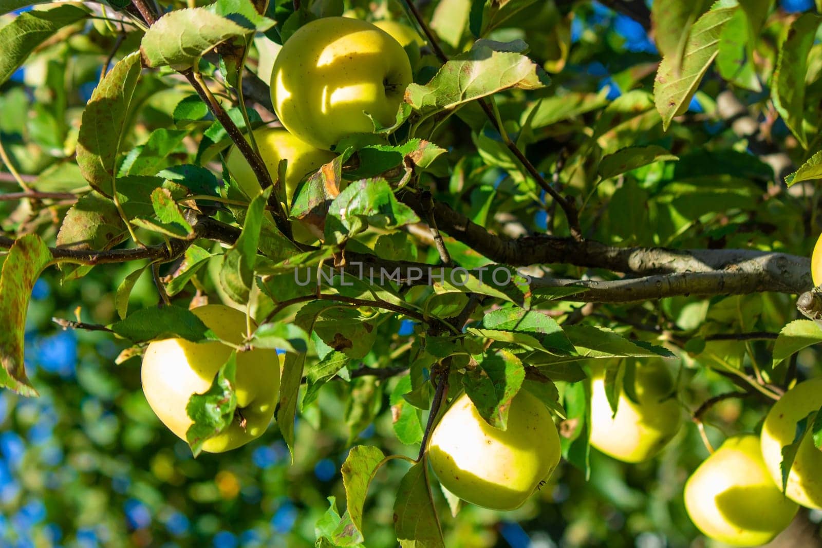 Autumn day. Village garden. Ripe red apples on a tree and in a box are in the frame. selective focus