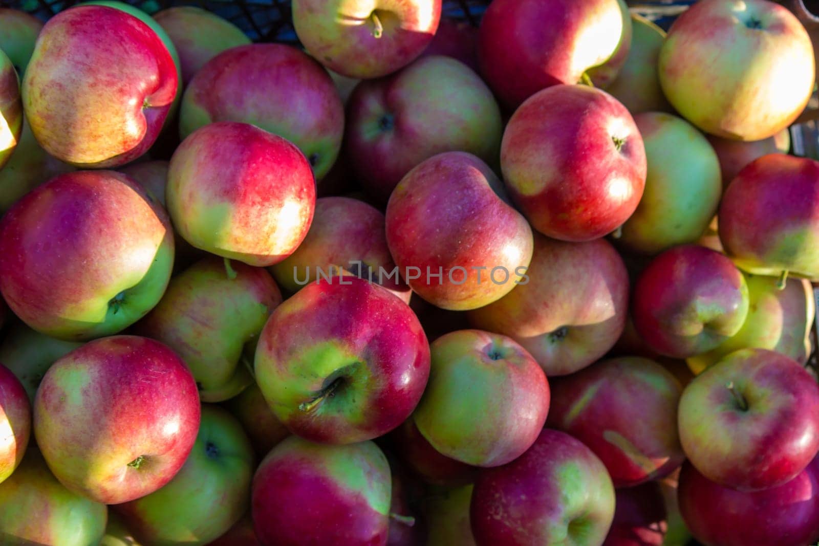 Autumn day. Village garden. Ripe red apples on a tree and in a box are in the frame. selective focus