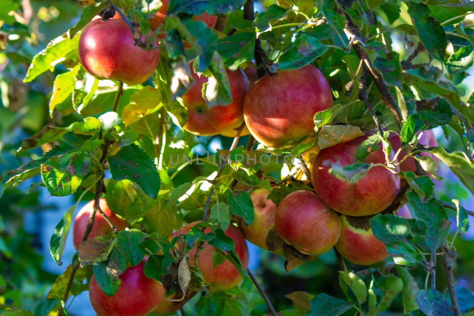 Autumn day. Village garden. Ripe red apples on a tree and in a box are in the frame. selective focus