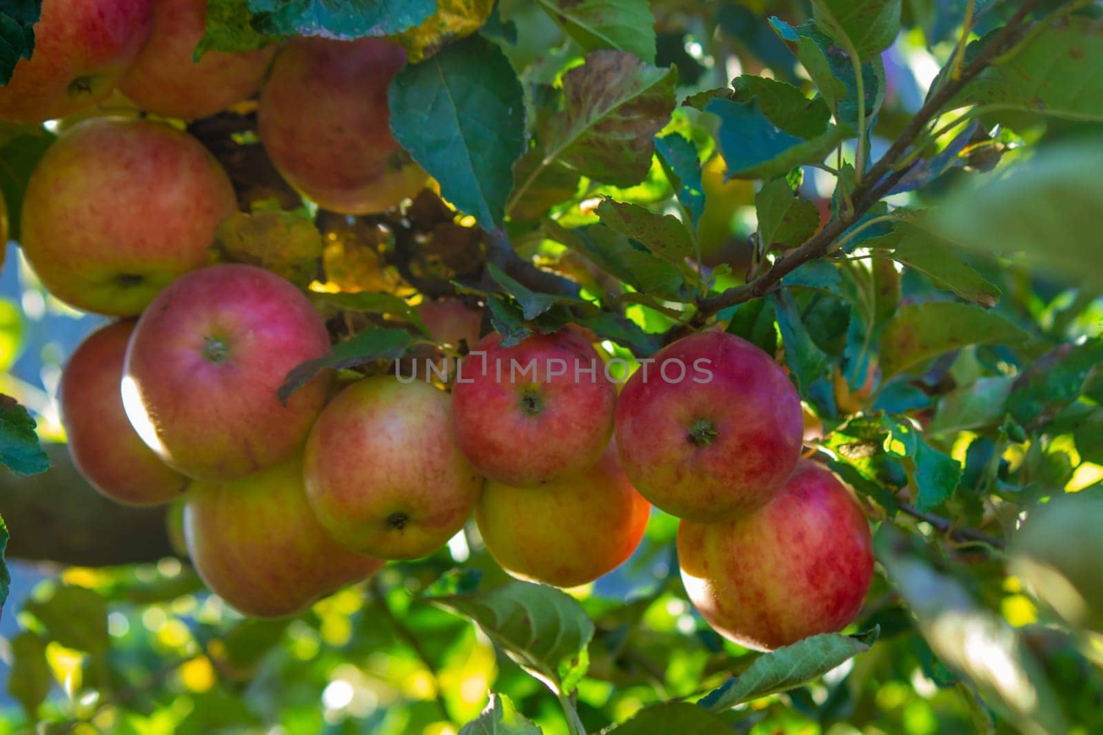 Autumn day. Village garden. Ripe red apples on a tree and in a box are in the frame. selective focus