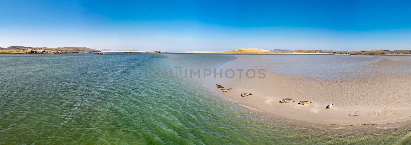 Seals swimming and and resting at Gweebarra bay - County Donegal, Ireland.