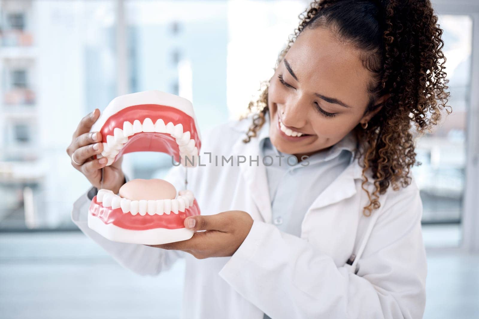 Dentist, oral and dental hygiene professional artificial mouth or model in her office for a demonstration of whitening. Dentures, jaw and healthcare worker or expert holding teeth smile and happy.