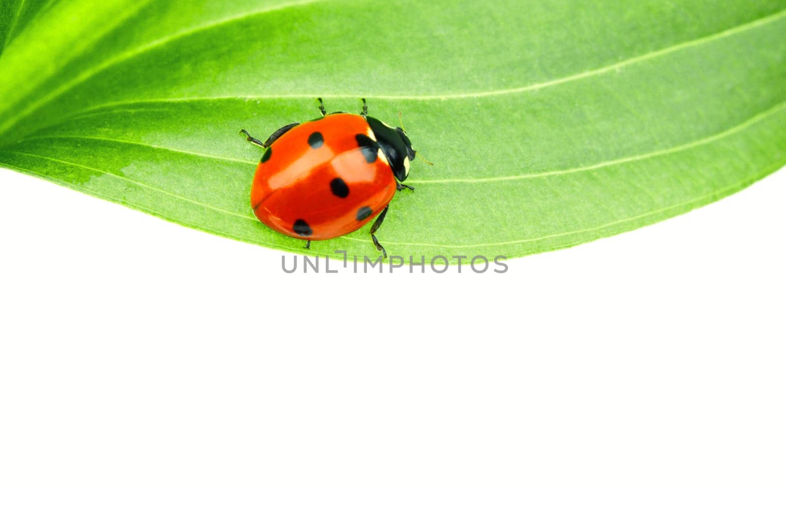 ladybug on leaf isolated on white