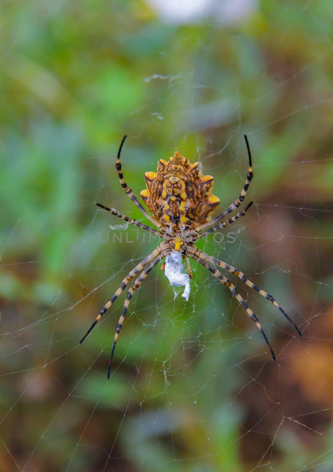 Huge spider (Argiope lobata,  Araneidae) on a web, Krimea