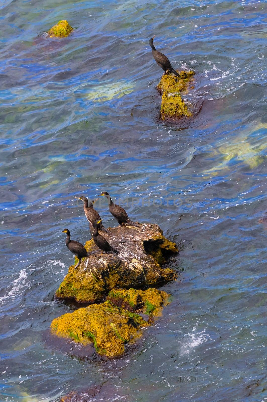 The great cormorant (Phalacrocorax carbo), birds rest on rocks covered with white droppings on the Black Sea coast, Krimea by Hydrobiolog