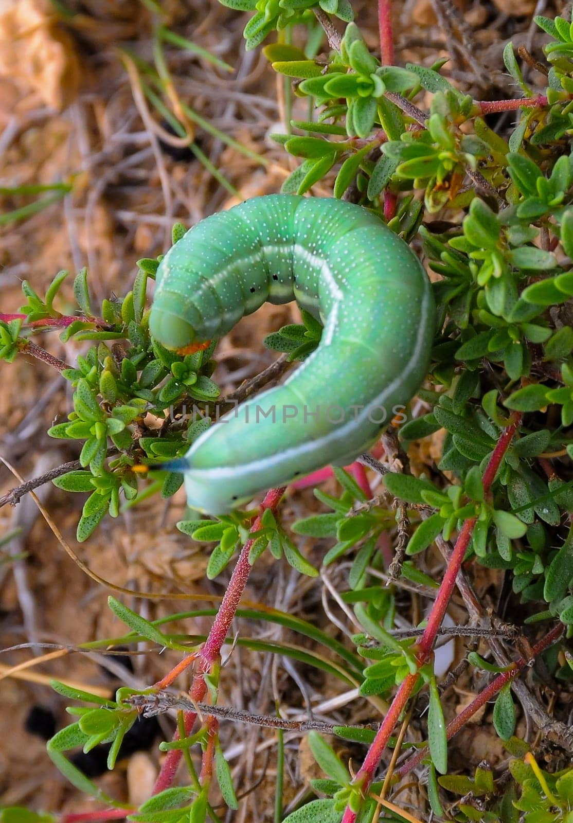 Green hawk (Hemaris fuciformis) moth caterpillar on steppe vegetation on a steep bank in eastern Crimea