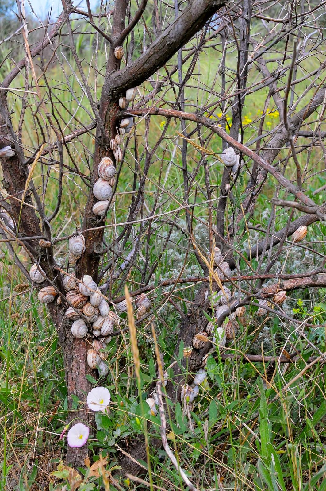 Eobania vermiculata (Helicidae),  accumulation of sleeping mollusks on the branches of plants in summer in the eastern Crimea by Hydrobiolog