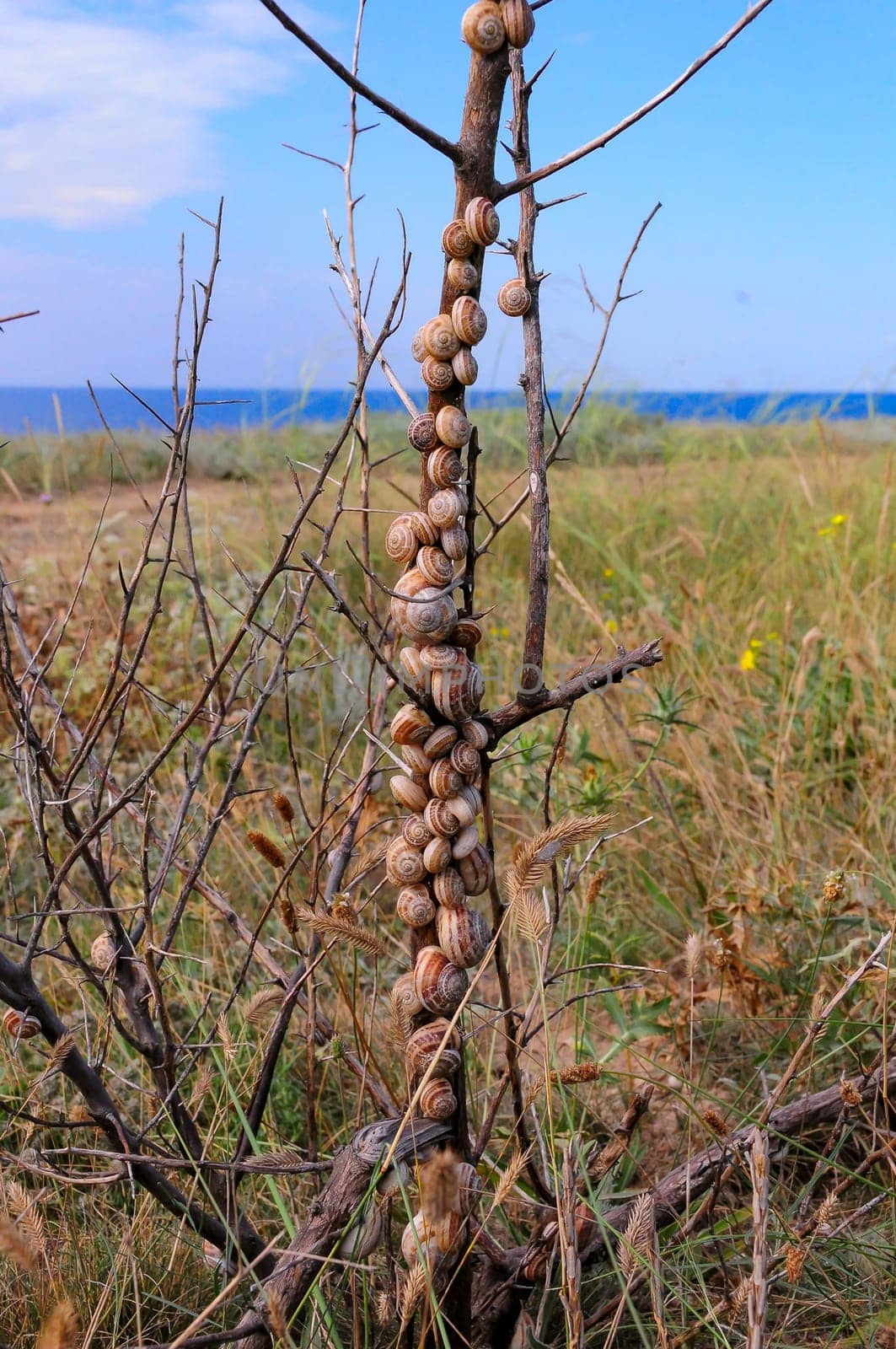 Eobania vermiculata (Helicidae),  accumulation of sleeping mollusks on the branches of plants in summer in the eastern Crimea