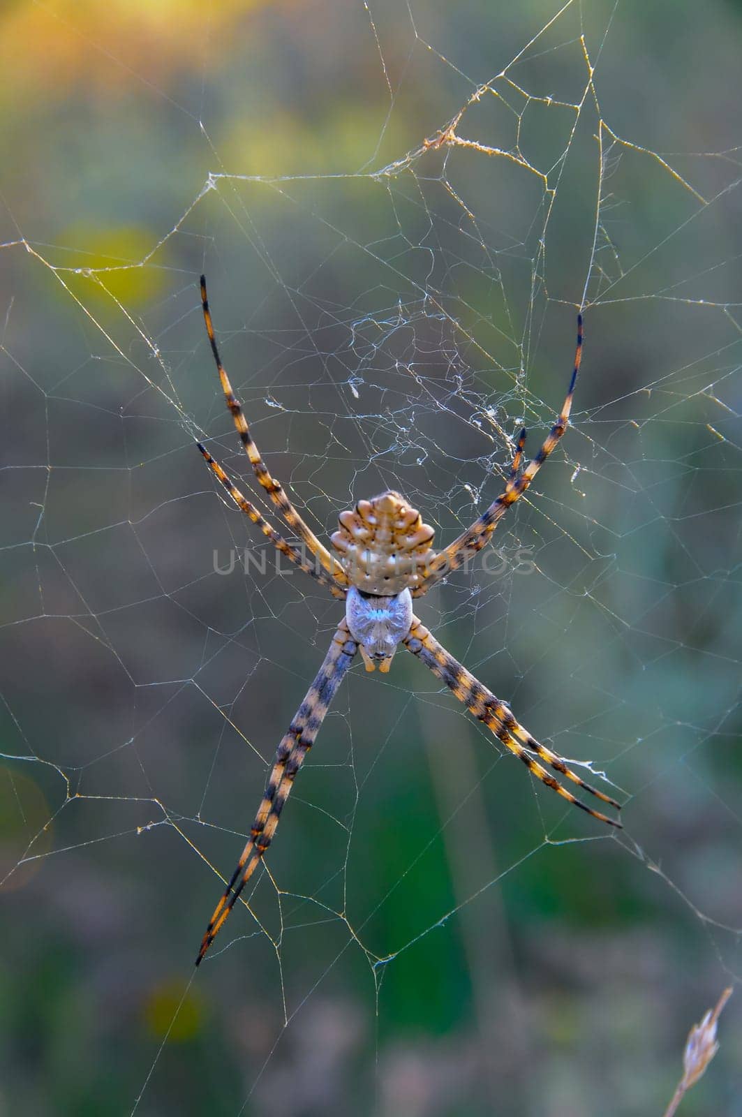 Huge spider (Argiope lobata,  Araneidae) on a web, Krimea