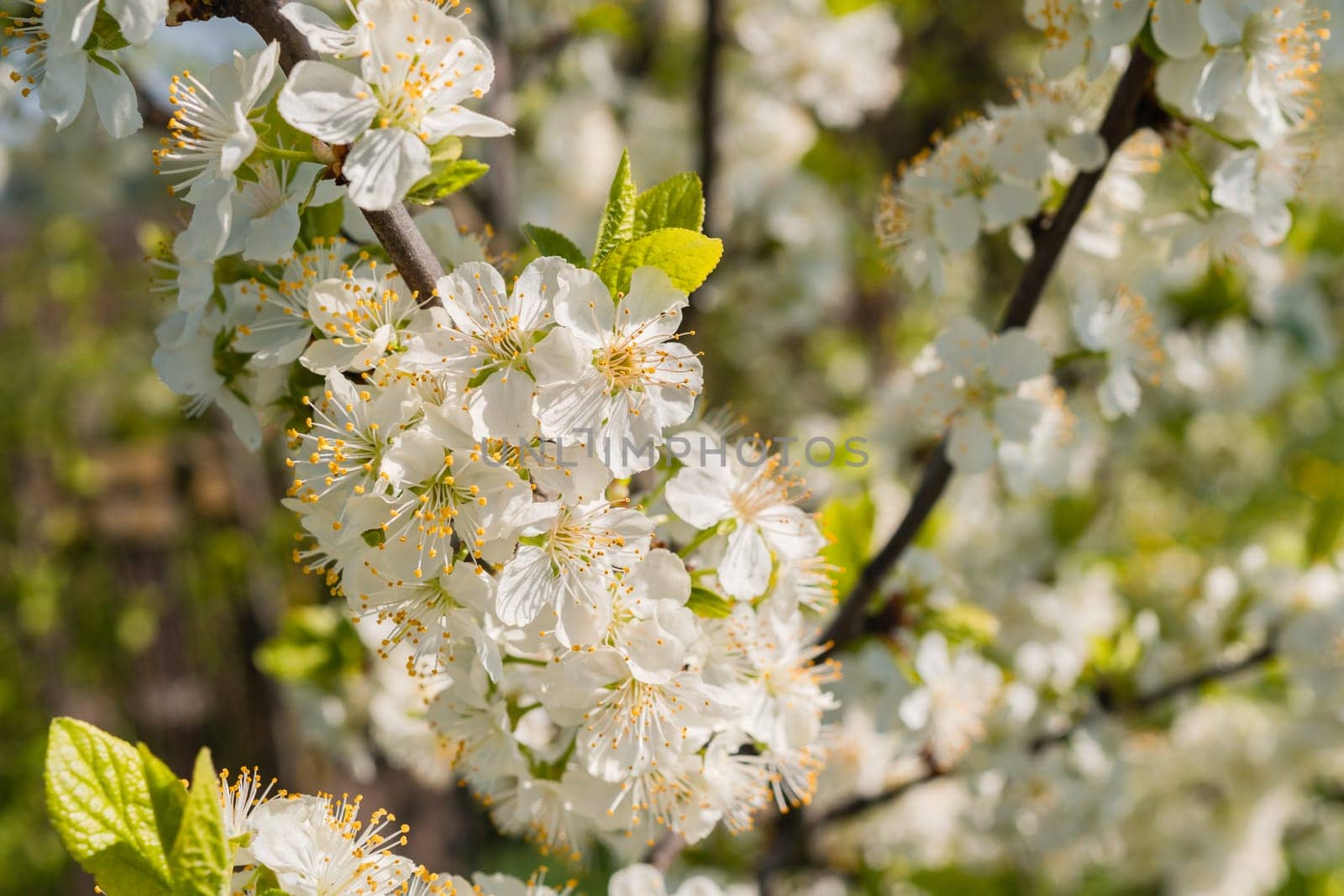 White plum flowers on wood background, plum blossom. Selective focus