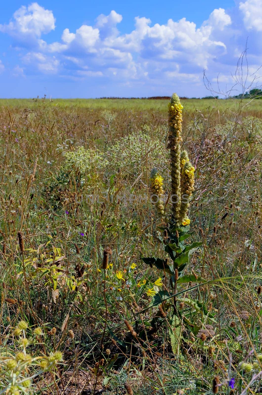 Verbascum (mullein) steppe plant with yellow flowers in the Crimean steppe