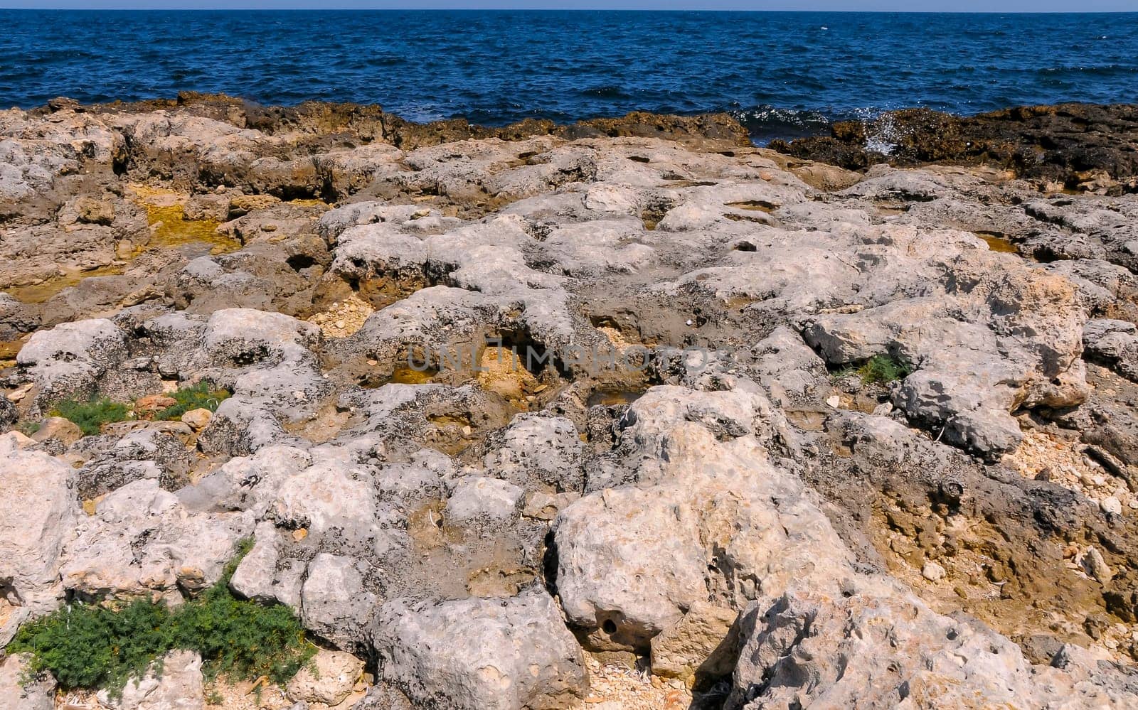 Flat rocky shore with many littoral puddles rich in life, in the eastern Crimea, Black Sea