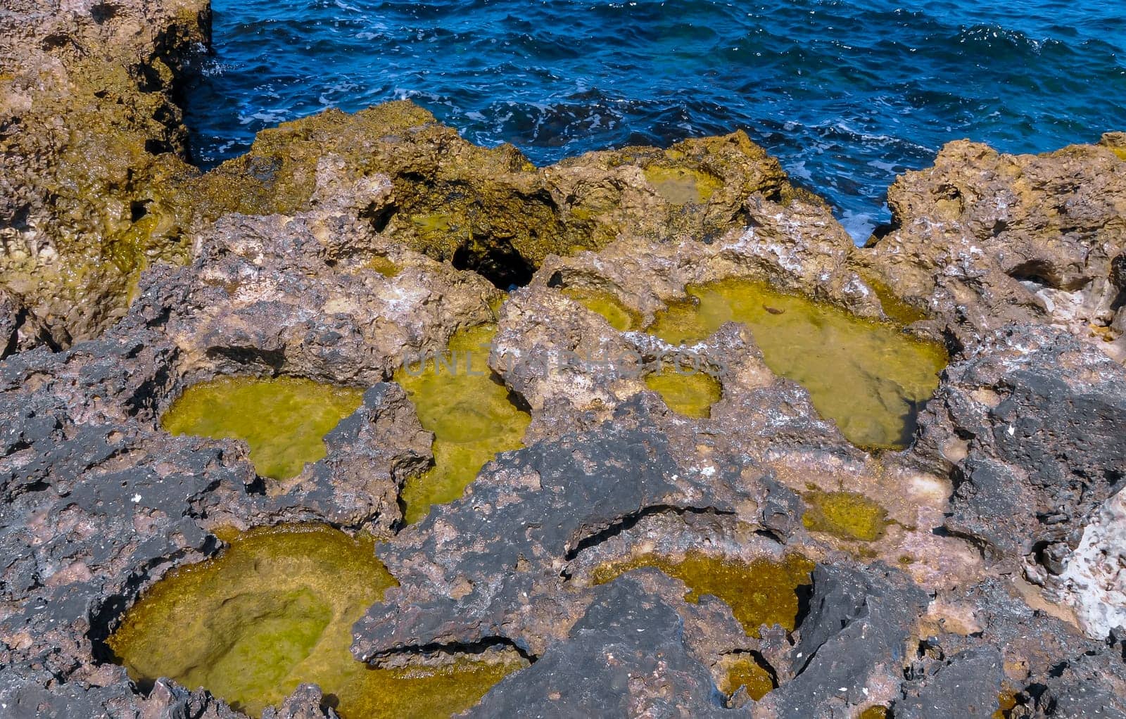 Green algae in littoral puddles in a flat rocky shore in eastern Crimea, Black Sea