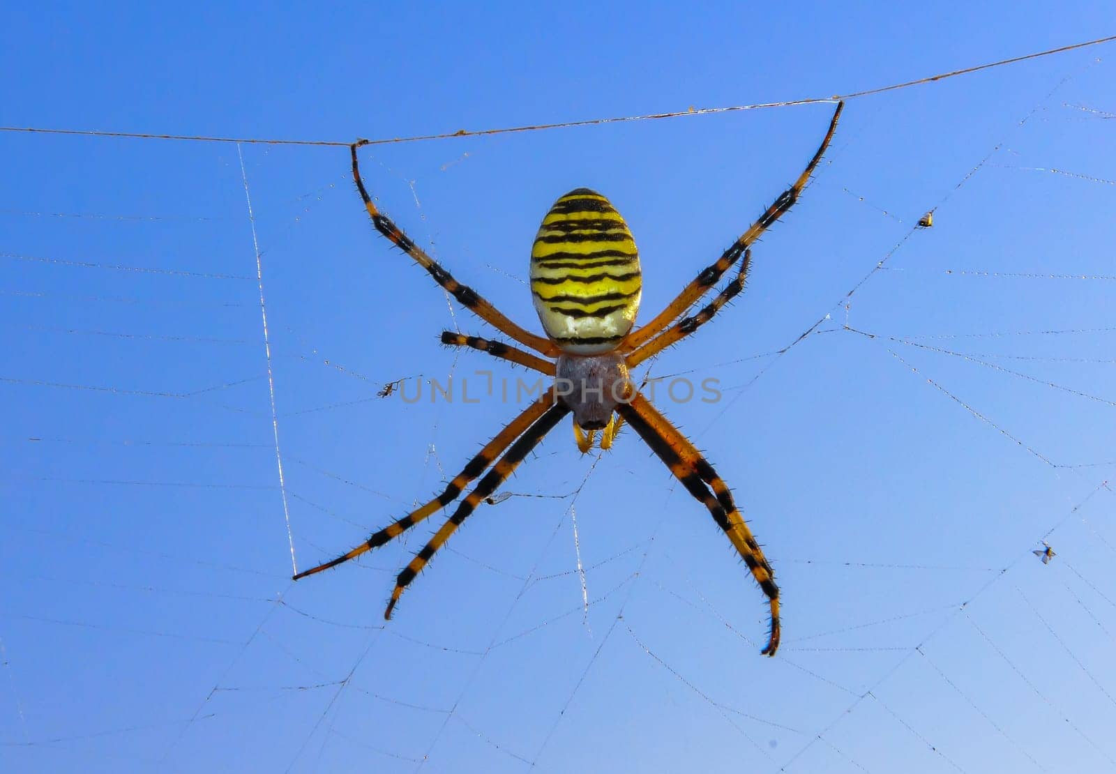 Wasp spider (Argiope bruennichi), a spider sits on a round web, eastern Crimea