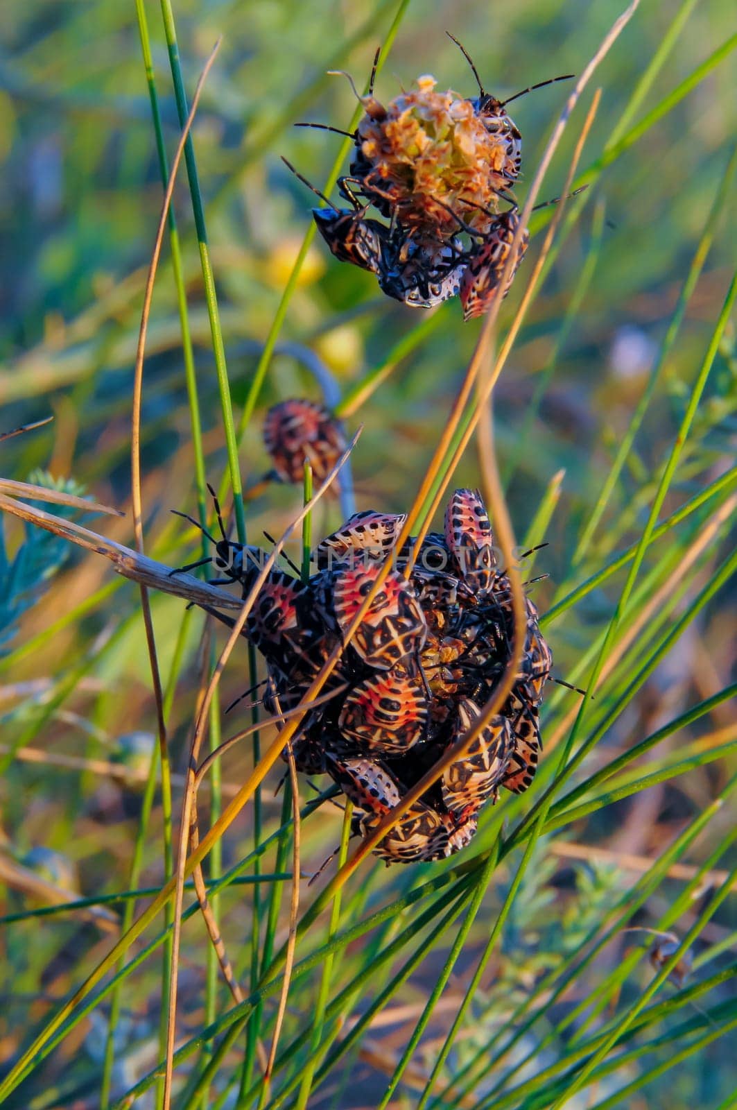 Accumulation of herbivorous bugs on steppe plants, eastern Crimea