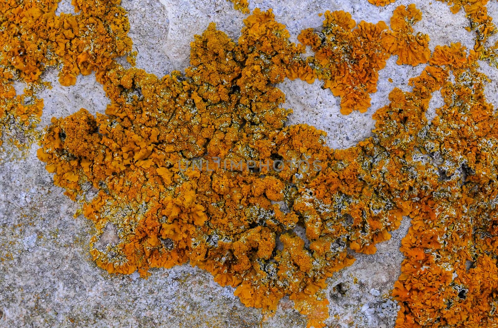 Yellow and gray lichens on coastal rocks and stones in eastern Crimea