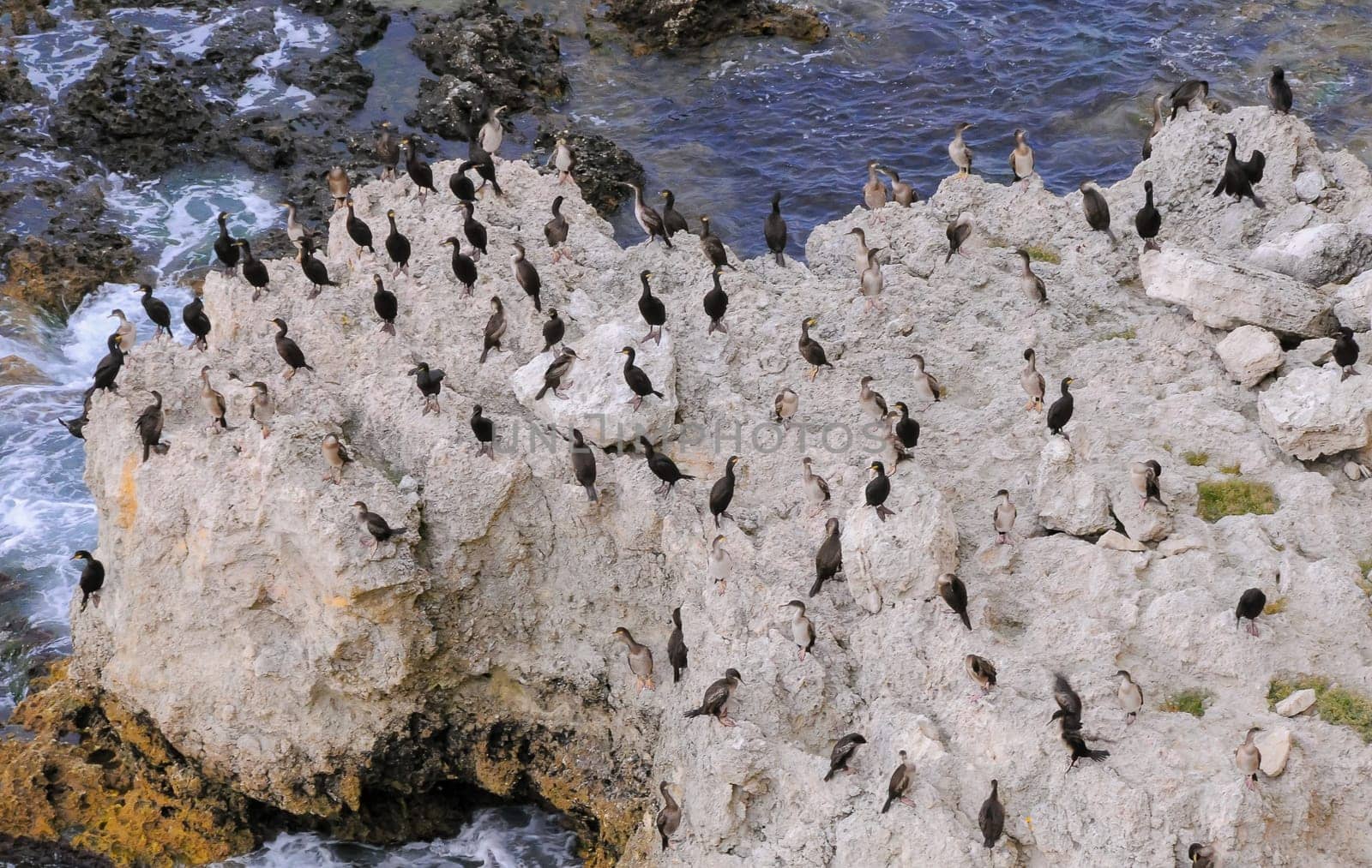 Cormorants rest on a steep bank of Pontic limestone in eastern Crimea by Hydrobiolog