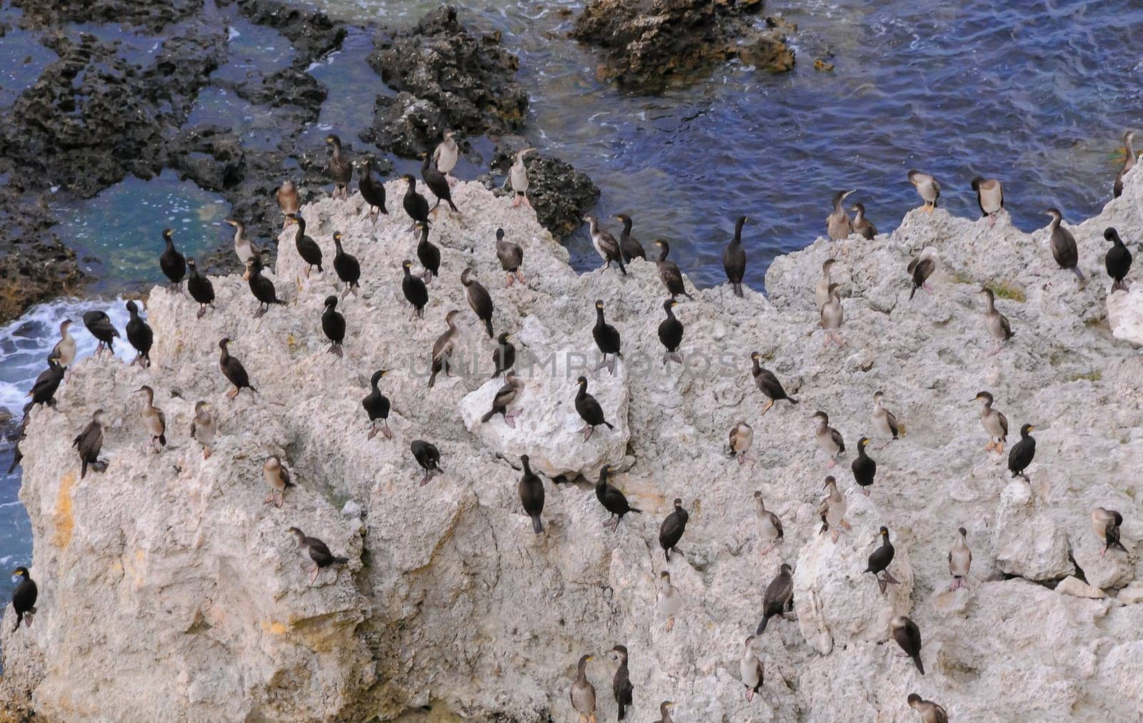 Cormorants rest on a steep bank of Pontic limestone in eastern Crimea