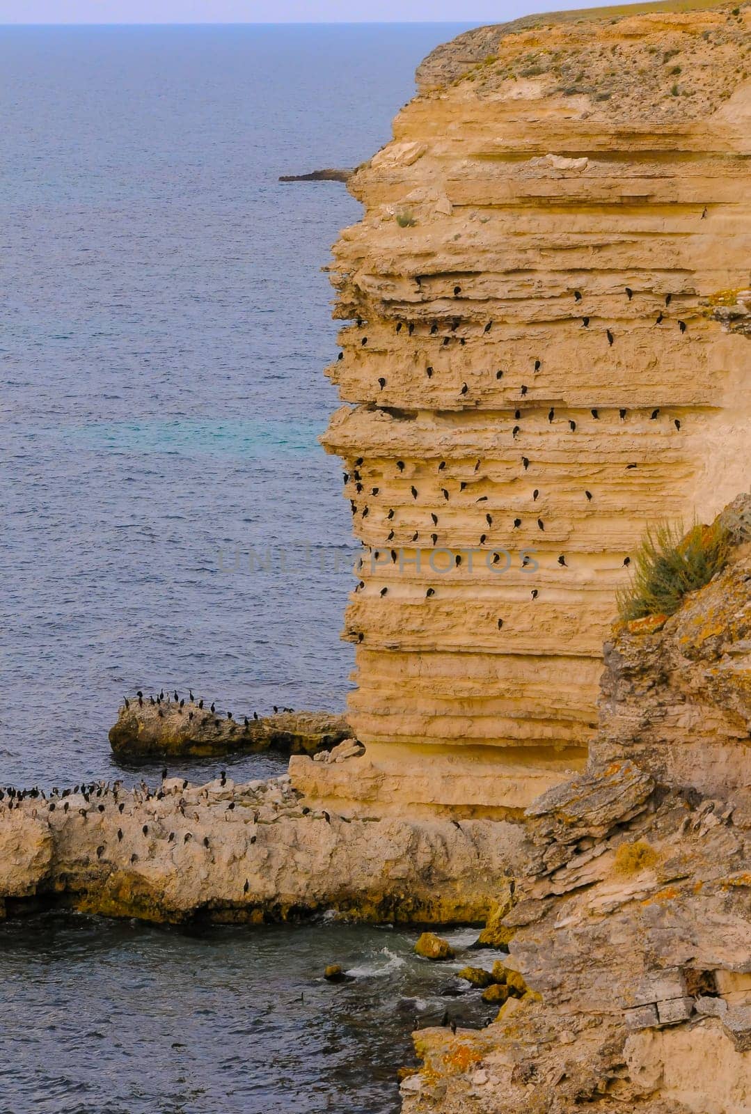 Cormorants rest on a steep bank of Pontic limestone in eastern Crimea