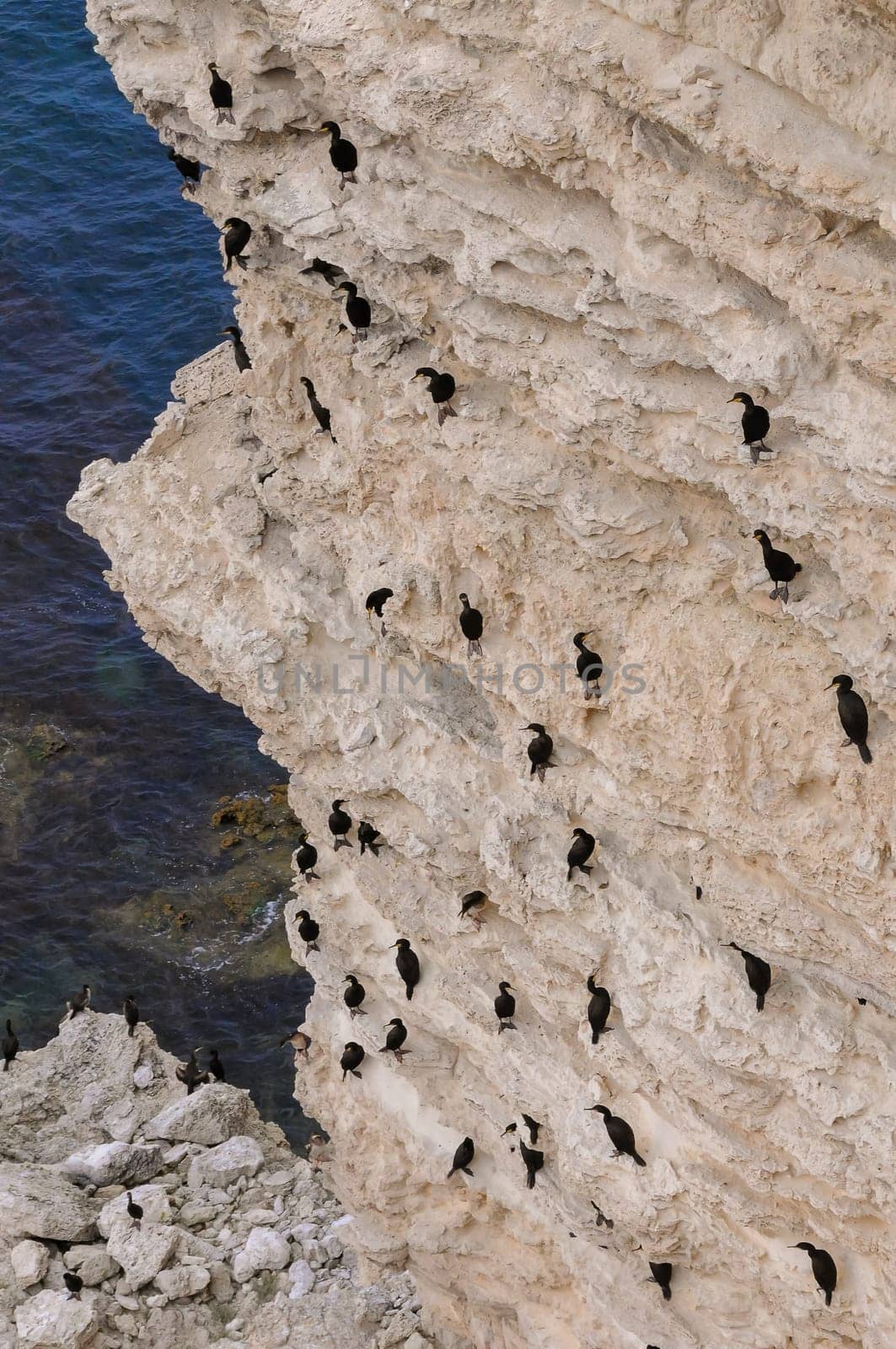 Cormorants rest on a steep bank of Pontic limestone in eastern Crimea by Hydrobiolog