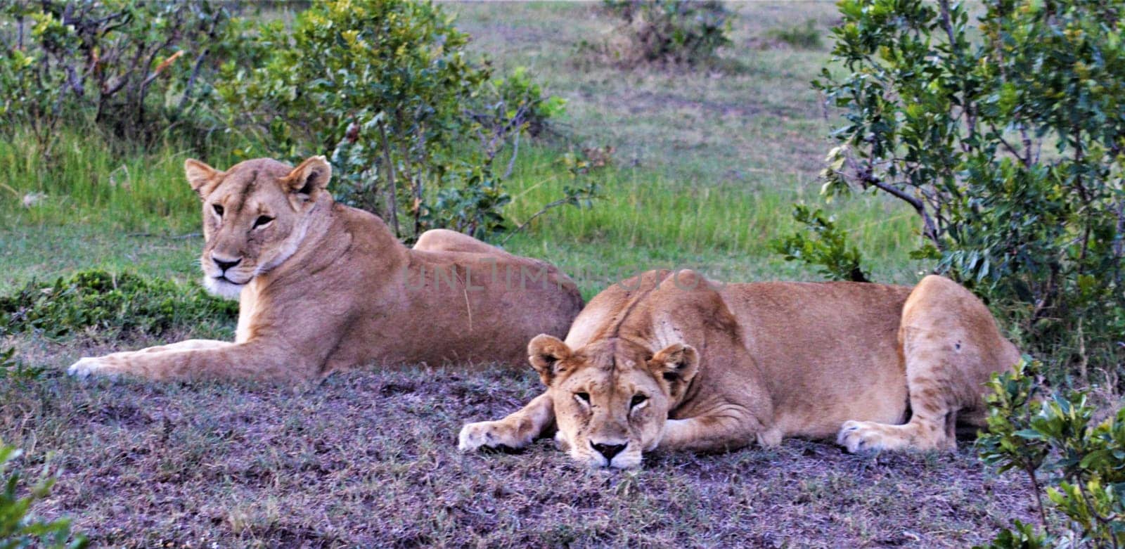 Magical Nairobi, Kenya wildlife  Pictures by TravelSync27