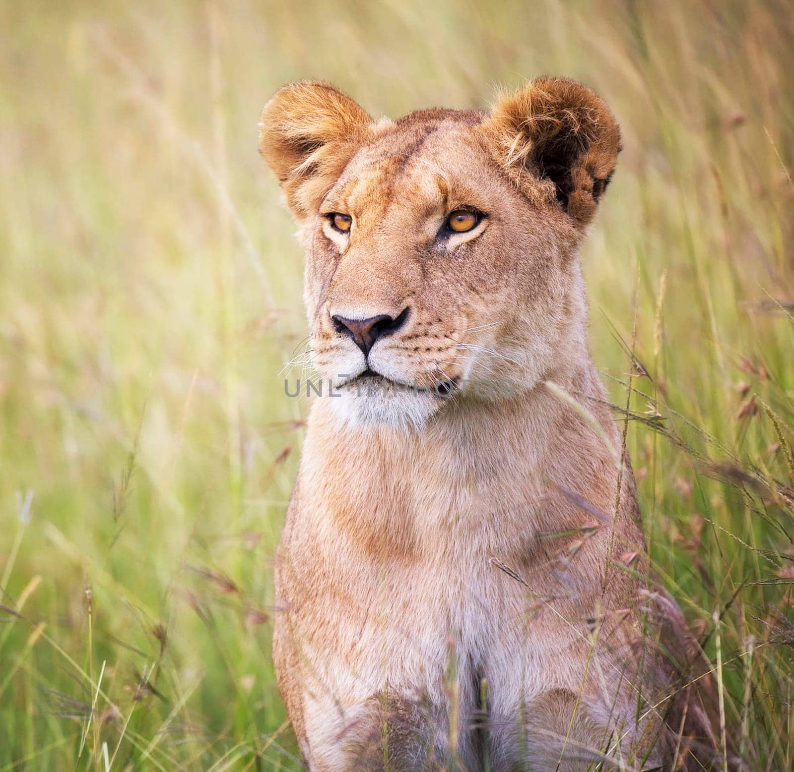 Beautiful Nairobi, Kenya wildlife  Pictures