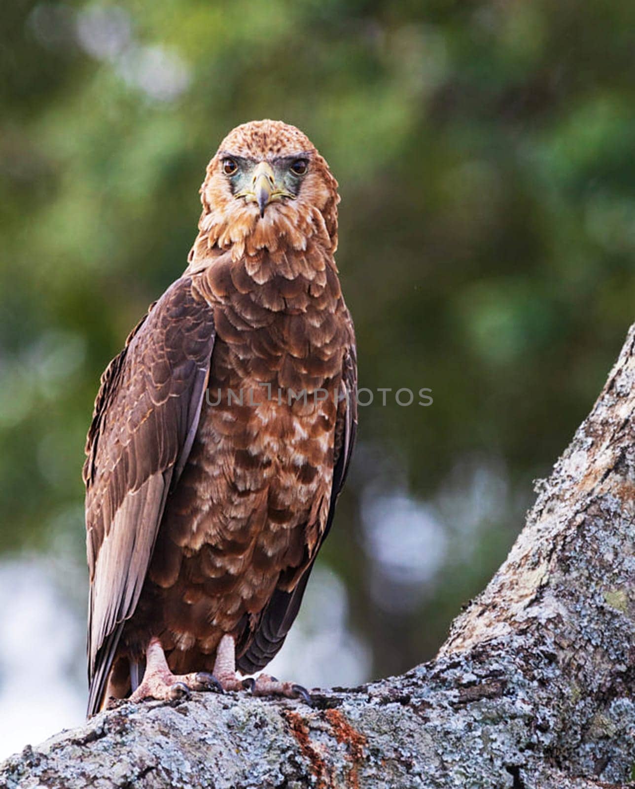 Beautiful Nairobi, Kenya wildlife  Pictures