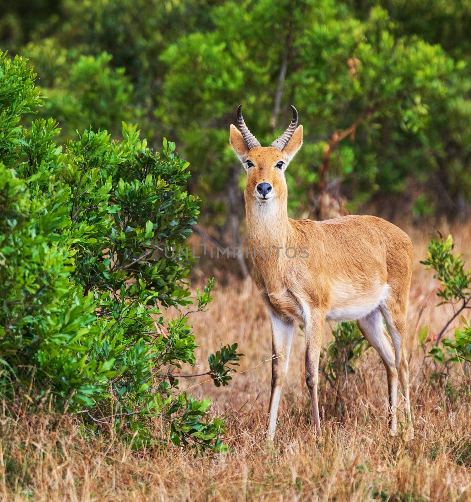 Beautiful Nairobi, Kenya wildlife  Pictures