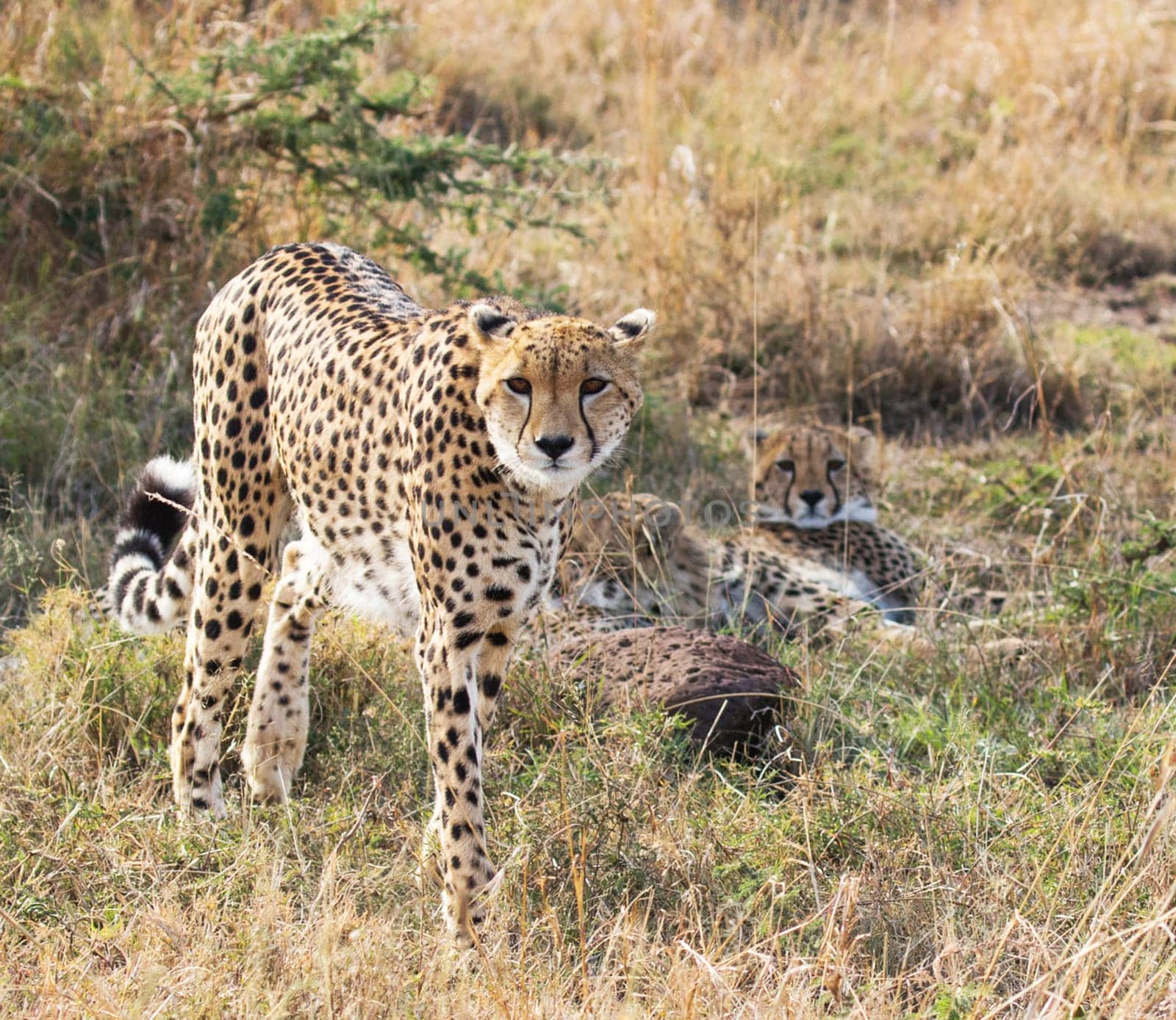 Magical Nairobi, Kenya wildlife  Pictures by TravelSync27
