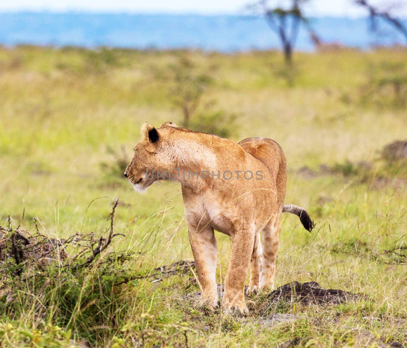 Magical Nairobi, Kenya wildlife  Pictures