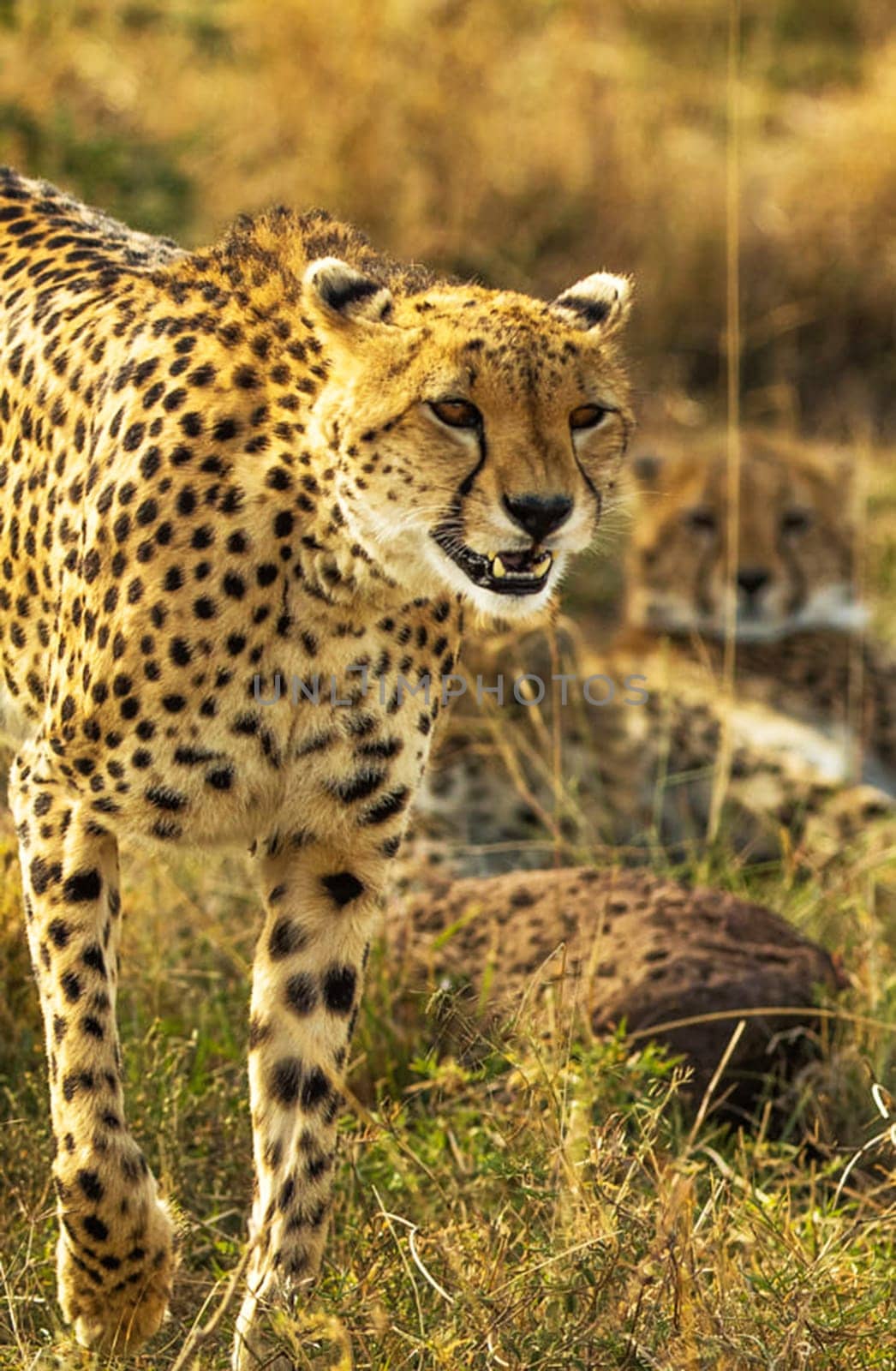 Beautiful Nairobi, Kenya wildlife  Pictures by TravelSync27