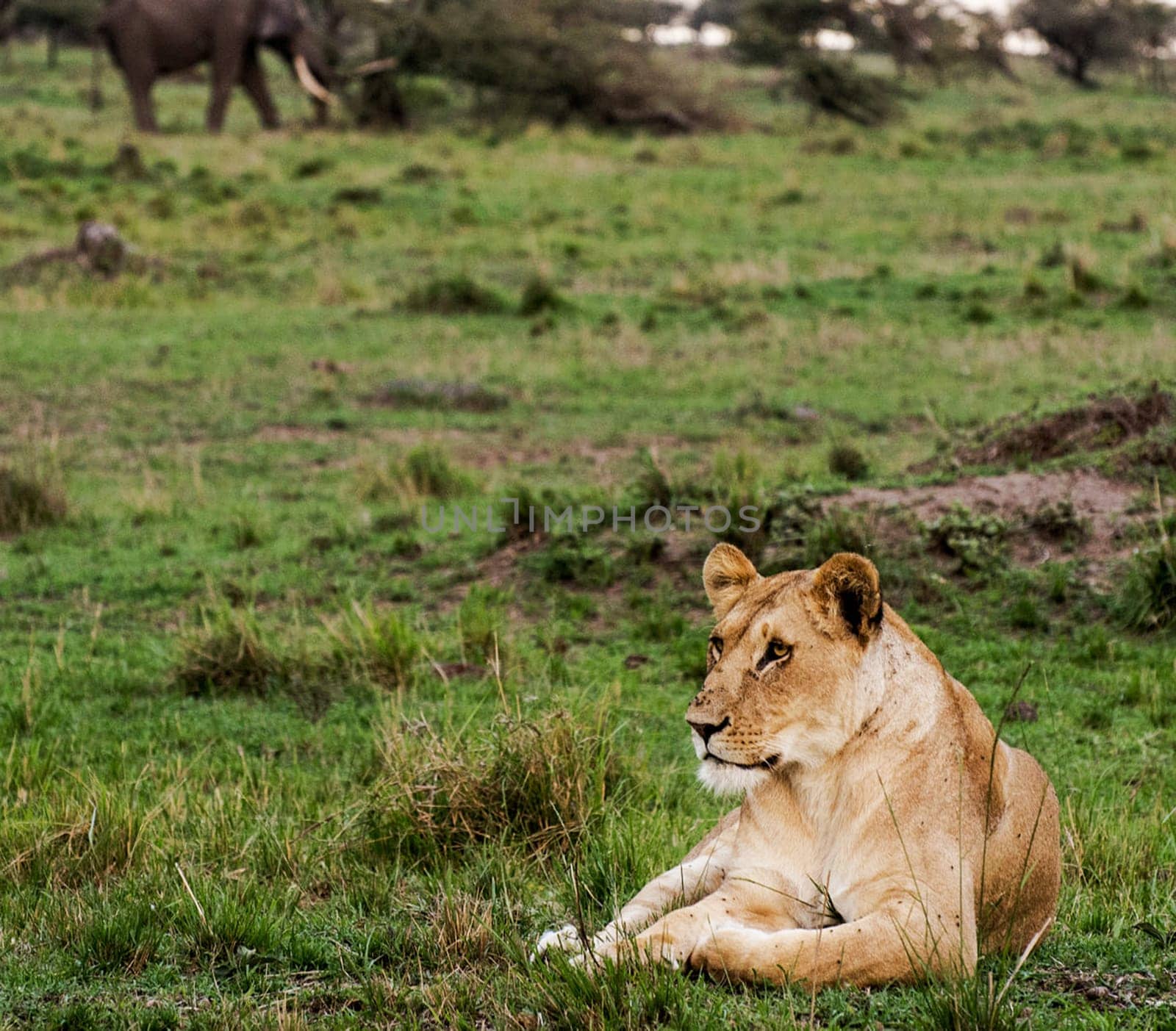 Magical Nairobi, Kenya wildlife  Pictures