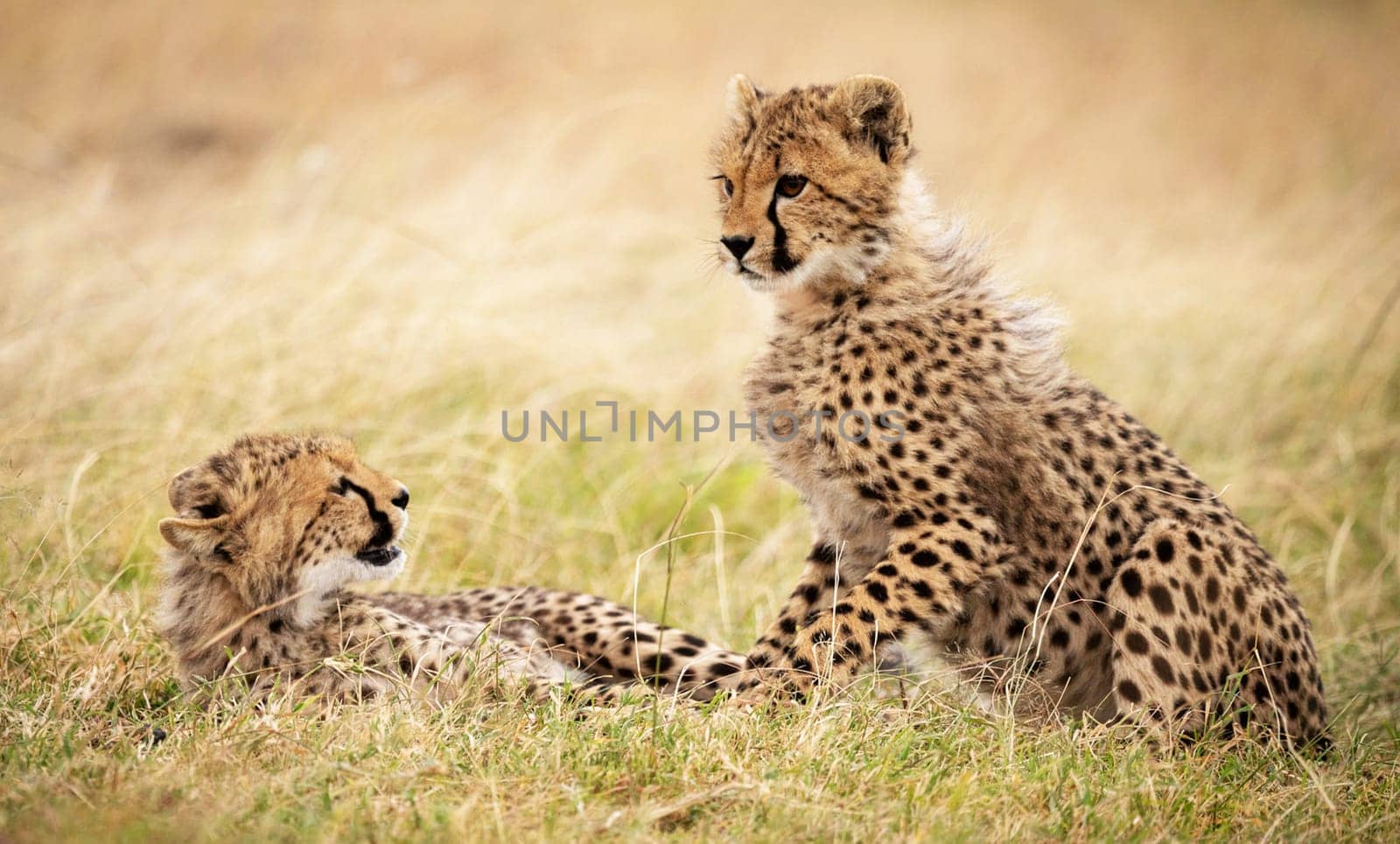 Magical Nairobi, Kenya wildlife  Pictures