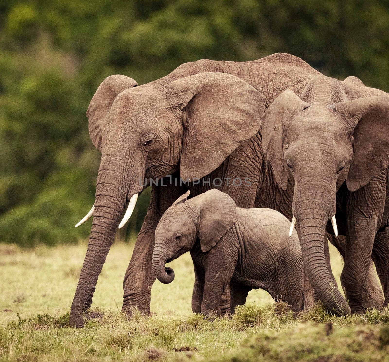 Magical Nairobi, Kenya wildlife  Pictures