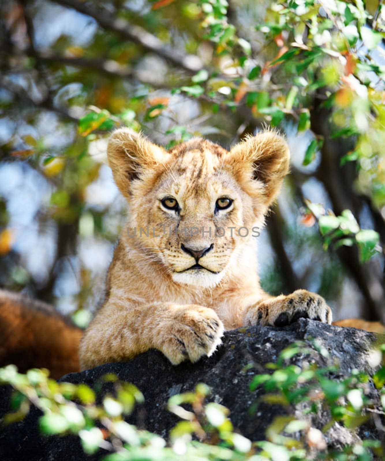 Magical Nairobi, Kenya wildlife  Pictures