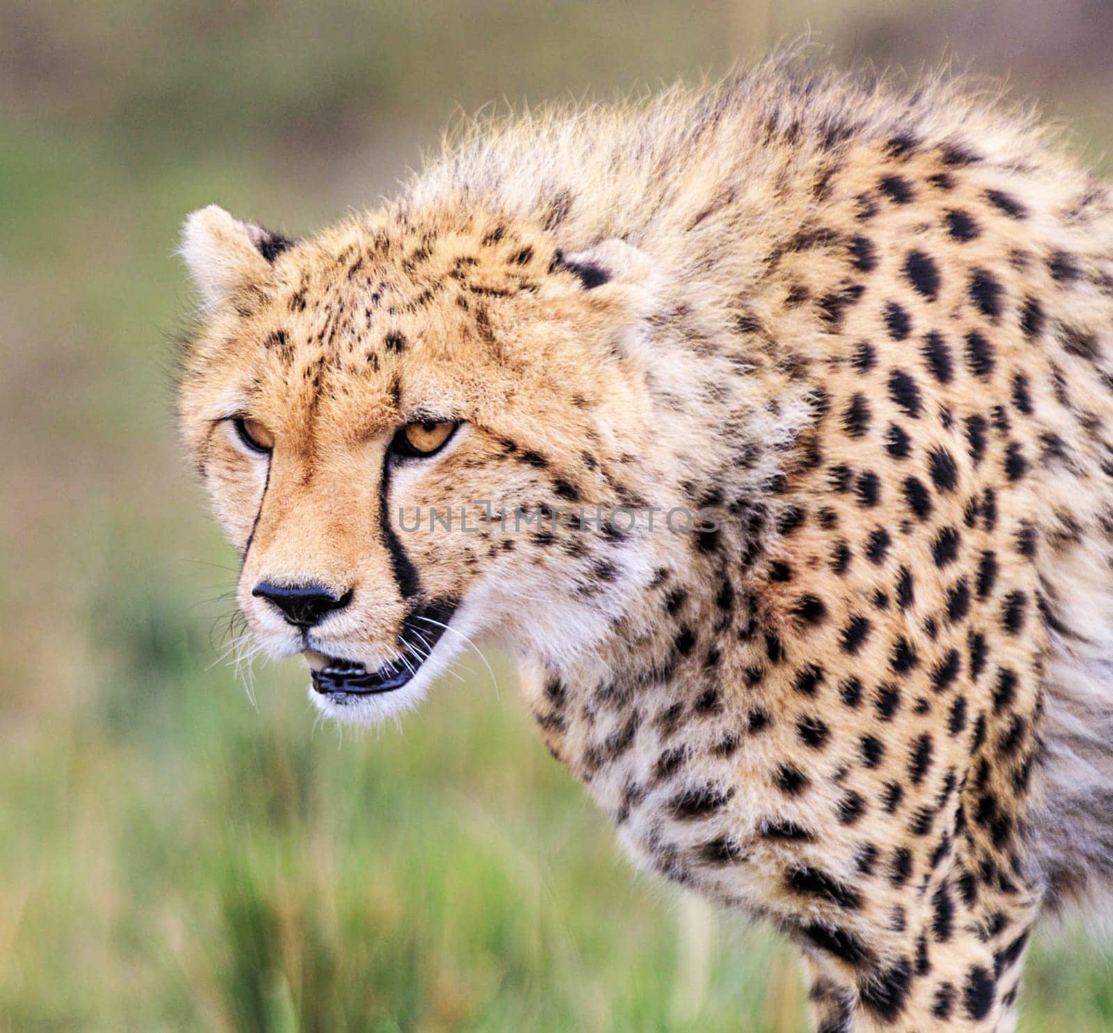 Beautiful Nairobi, Kenya wildlife  Pictures by TravelSync27