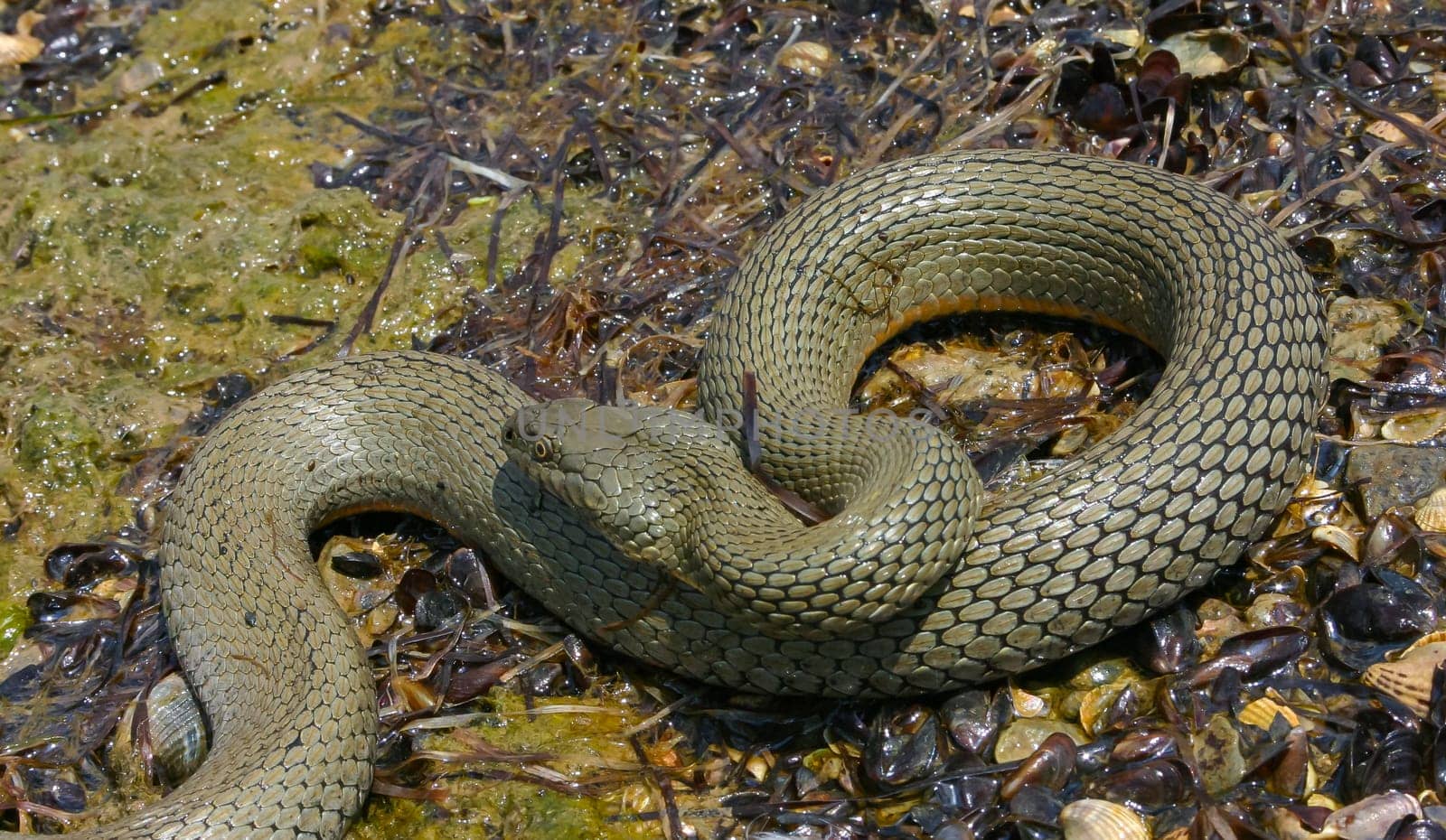 The dice snake (Natrix tessellata) lies on a stone, Tiligul estuary, Ukraine