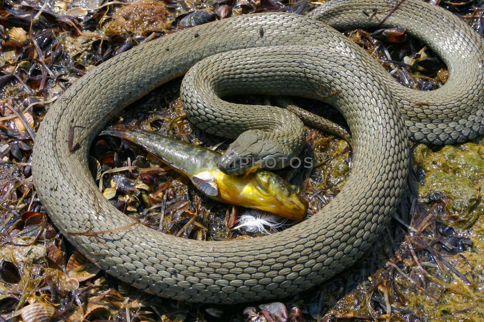 The dice snake (Natrix tessellata) lies on a stone, Tiligul estuary, Ukraine by Hydrobiolog
