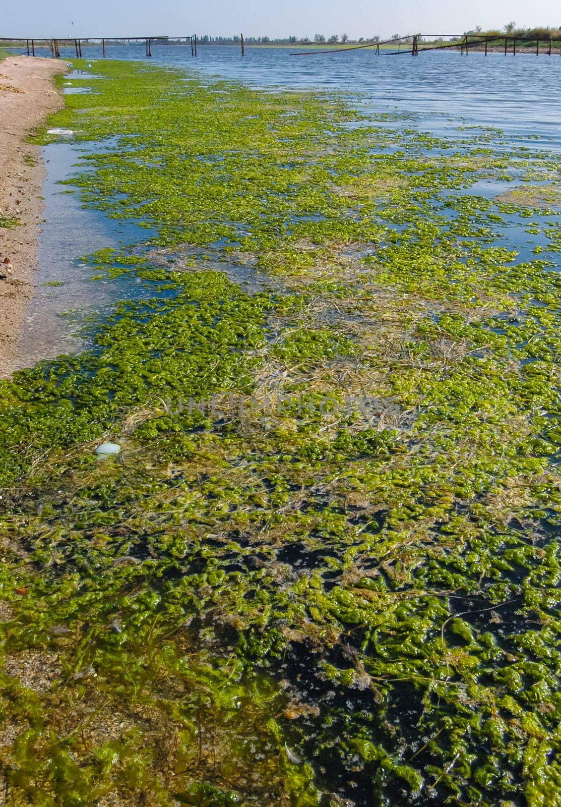 A large accumulation of green algae Ulva and Enteromorpha in a shallow estuary, eutrophication in the sea