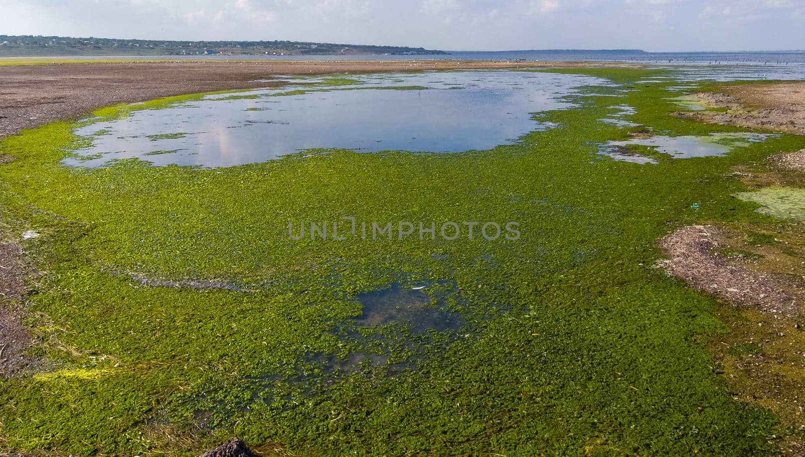 A large accumulation of green algae Ulva and Enteromorpha in a shallow estuary, eutrophication in the sea