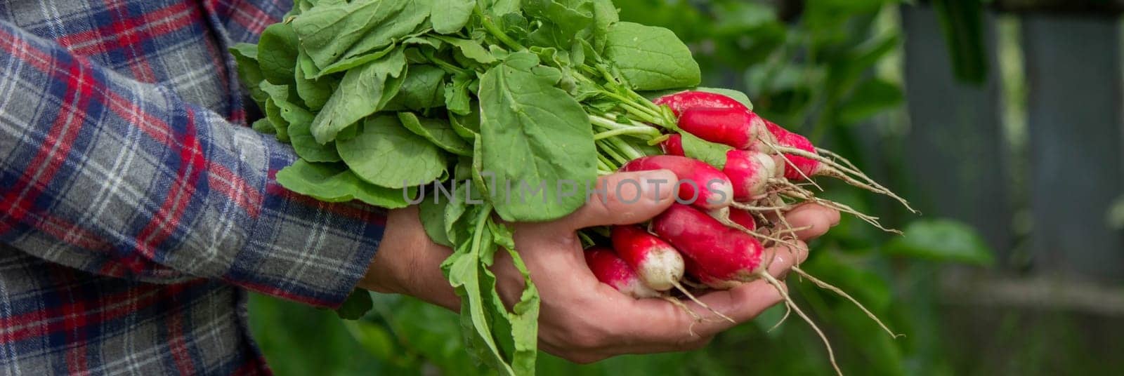 close-up of a bunch of freshly picked radishes in the hands of a farmer. selective focus