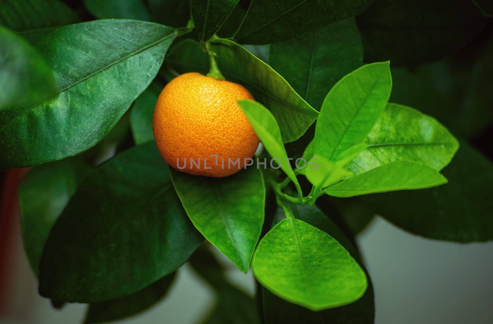 Ripe juicy sweet orange mandarins on a tree in the mandarin orchard. Selective focus. mandarin oranges.