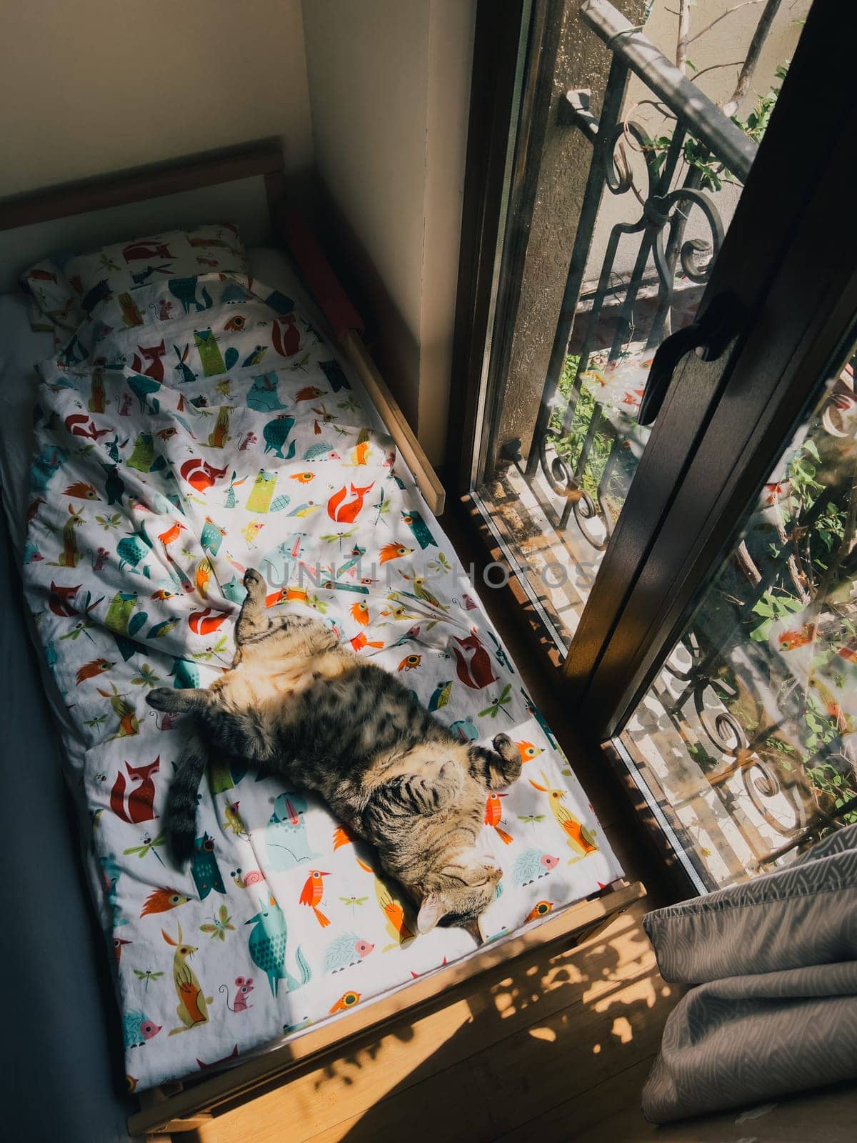 Big tabby cat sleeps on his back on a colorful blanket near a large window. High quality photo