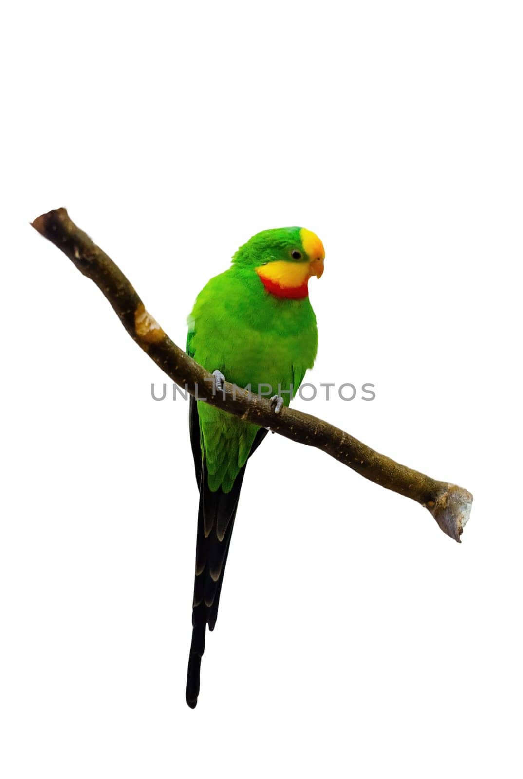 Superb parrot polytelis swainsonii beautiful bird on wooden branch, bright green colors feathers.