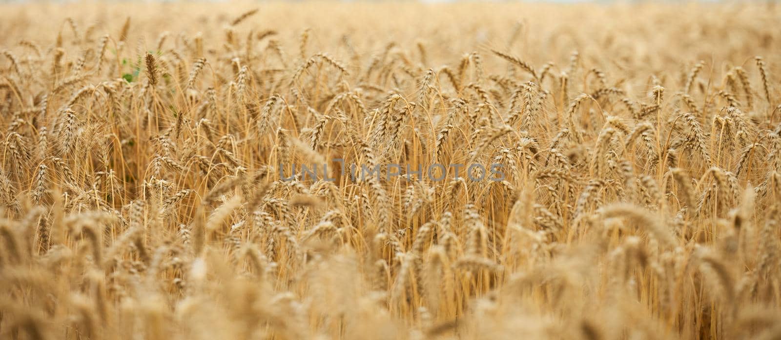 field with yellow ripe wheat on a summer day. Good harvest, banner