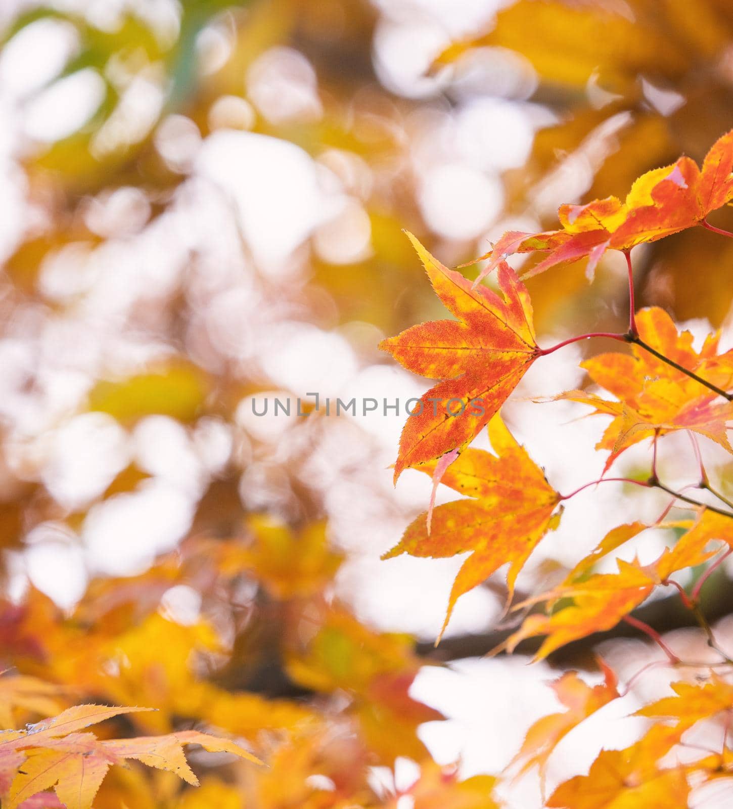 Beautiful maple leaves in autumn sunny day in foreground and blurry background in Kyushu, Japan. No people, close up, copy space, macro shot. by ROMIXIMAGE