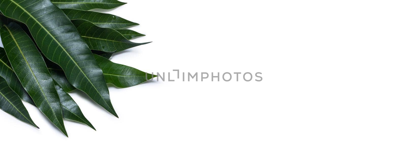 Green fresh mango leaves isolated on white background, beautiful vein texture in detail. Clipping path, cut out, close up, macro. Tropical concept.