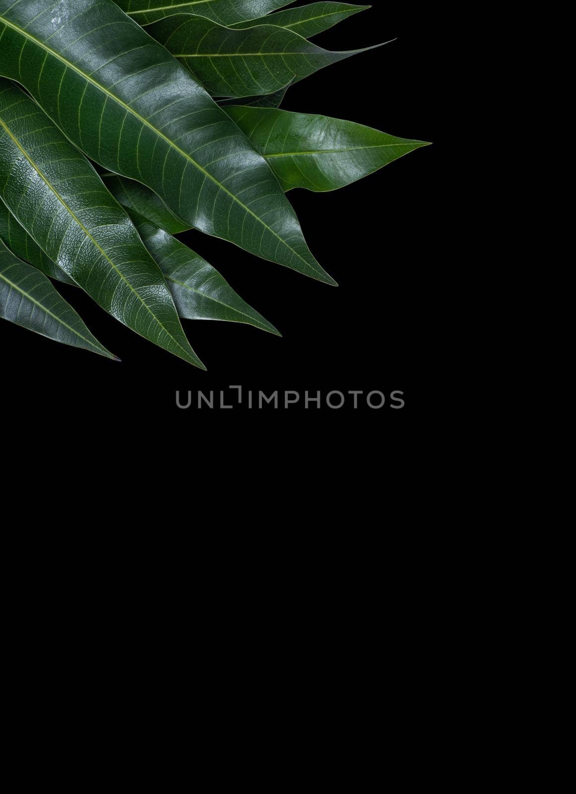 Green fresh mango leaves isolated on black background, beautiful vein texture in detail. Clipping path, cut out, close up, macro. Tropical concept.
