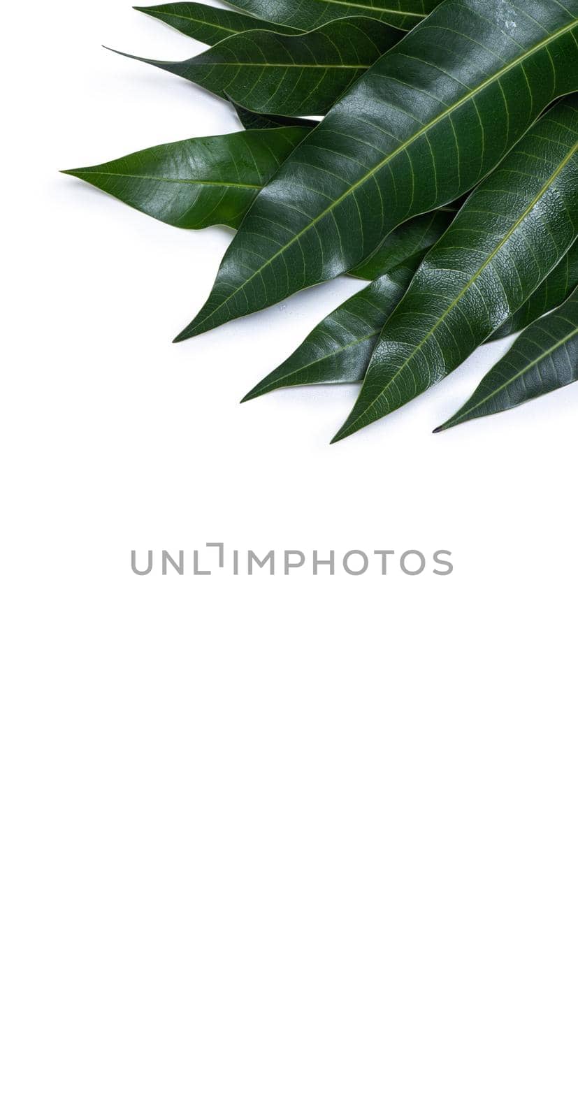 Green fresh mango leaves isolated on white background, beautiful vein texture in detail. Clipping path, cut out, close up, macro. Tropical concept.
